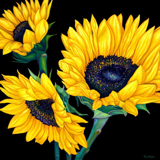 Midnight Sunflowers | Oil on Canvas| 48" x 48"